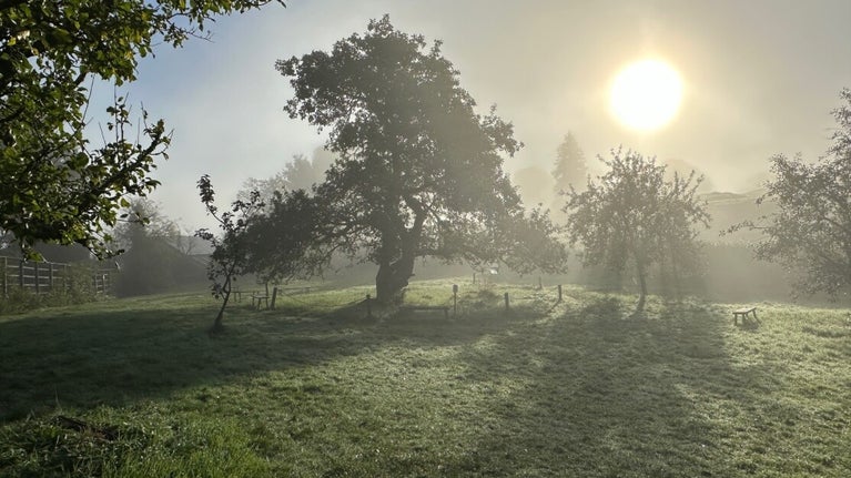 The orchard at Hill Top in autumn